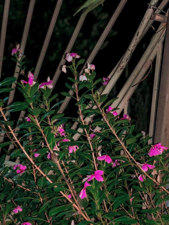 נין בין Tam Coc Sunrise Homestay מראה חיצוני תמונה